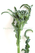 スピガリエッロ(スティックブロッコリー) BROCCOLO Spigariello a getti di Napoli