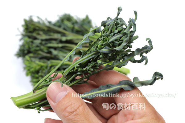 スピガリエッロ(スティックブロッコリー) BROCCOLO Spigariello a getti di Napoli スピガリエッロ(スティックブロッコリー) BROCCOLO Spigariello a getti di Napoli