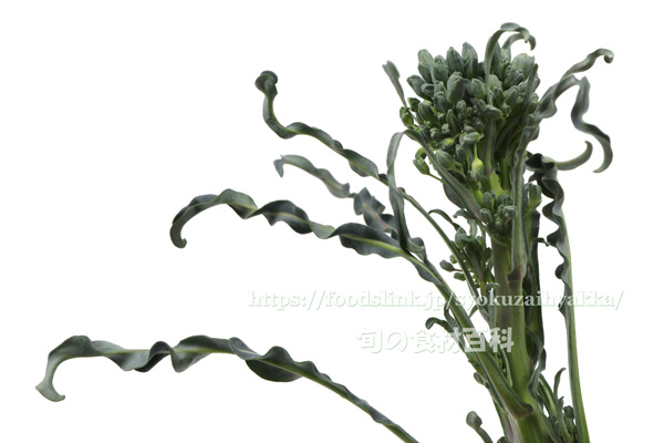 スピガリエッロ(スティックブロッコリー) BROCCOLO Spigariello a getti di Napoli スピガリエッロ(スティックブロッコリー) BROCCOLO Spigariello a getti di Napoli