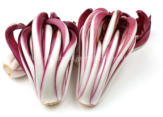 ラディッキオ・ロッソ・ディ・トレビーゾ・タルディーボ/Radicchio Rosso di Treviso Tardivo ラディッキオ・ロッソ・ディ・トレビーゾ・タルディーボ/Radicchio Rosso di Treviso Tardivo