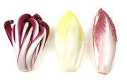ラディッキオ・ロッソ・ディ・トレビーゾ・タルディーボ/Radicchio Rosso di Treviso Tardivo ラディッキオ・ロッソ・ディ・トレビーゾ・タルディーボ/Radicchio Rosso di Treviso Tardivo