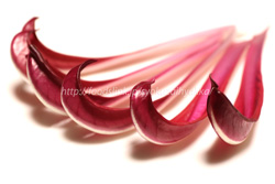 ラディッキオ・ロッソ・ディ・トレビーゾ・タルディーボ/Radicchio Rosso di Treviso Tardivo ラディッキオ・ロッソ・ディ・トレビーゾ・タルディーボ/Radicchio Rosso di Treviso Tardivo