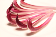 ラディッキオ・ロッソ・ディ・トレビーゾ・タルディーボ/Radicchio Rosso di Treviso Tardivo ラディッキオ・ロッソ・ディ・トレビーゾ・タルディーボ/Radicchio Rosso di Treviso Tardivo