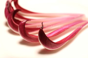 ラディッキオ・ロッソ・ディ・トレビーゾ・タルディーボ/Radicchio Rosso di Treviso Tardivo ラディッキオ・ロッソ・ディ・トレビーゾ・タルディーボ/Radicchio Rosso di Treviso Tardivo