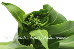 青梗菜の菜花/チンゲン菜ばな
