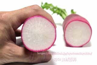 レディーサラダ<赤大根