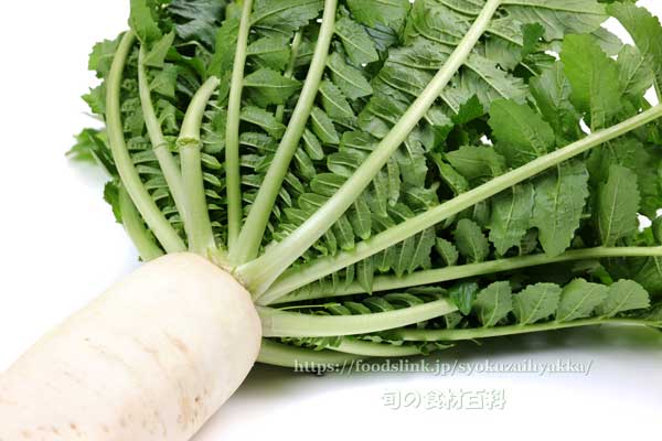 佐波賀大根（さばかだいこん） 京の伝統野菜