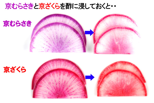 「京むらさき」と「京ざくら」のスライスと、それらを酢漬けにしたものの赤い発色の違い