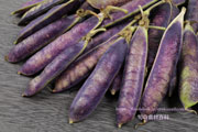 ツタンカーメンのエンドウ豆／紫えんどう