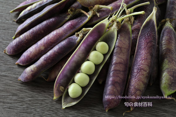 ツタンカーメンのエンドウ豆（古代エンドウ豆）　紫えんどう
