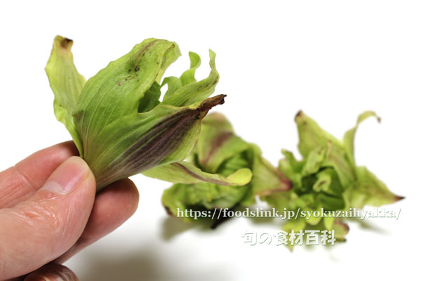 フキノトウ ふきのとう フキノトウ 蕗の薹