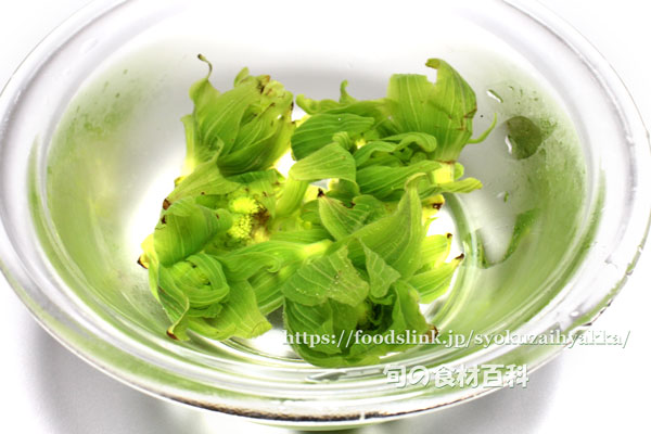 フキノトウ ふきのとう フキノトウ 蕗の薹