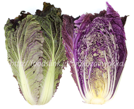 紫白菜／紫奏子（むらさきそうし）,白菜,ハクサイ