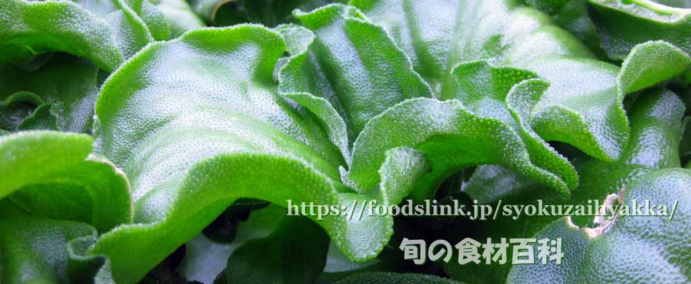 アイスプラント 多肉植物類一覧