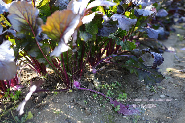 滋賀県守山市　近江の伝統野菜、守山矢島かぶら　カブ