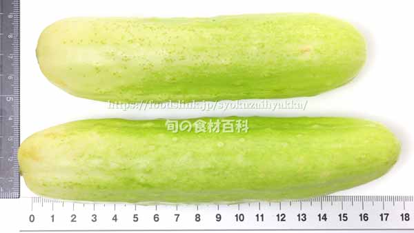 勘次郎胡瓜（かんじろうきゅうり） 伝統野菜・在来種