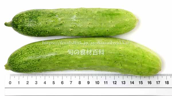 余蒔きゅうり 余蒔胡瓜 余蒔きゅうり 余蒔胡瓜