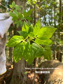 山菜,タカノツメ（鷹の爪）,ウコギ科