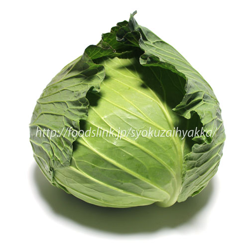 寒玉キャベツ