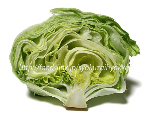 玉レタス(結球レタス)