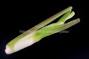 マコモダケ(真菰筍) マコモダケ 真菰筍 まこもだけ