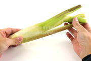 マコモダケ(真菰筍) マコモダケ 真菰筍 まこもだけ