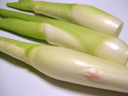 マコモダケ(真菰筍) マコモダケ 真菰筍 まこもだけ