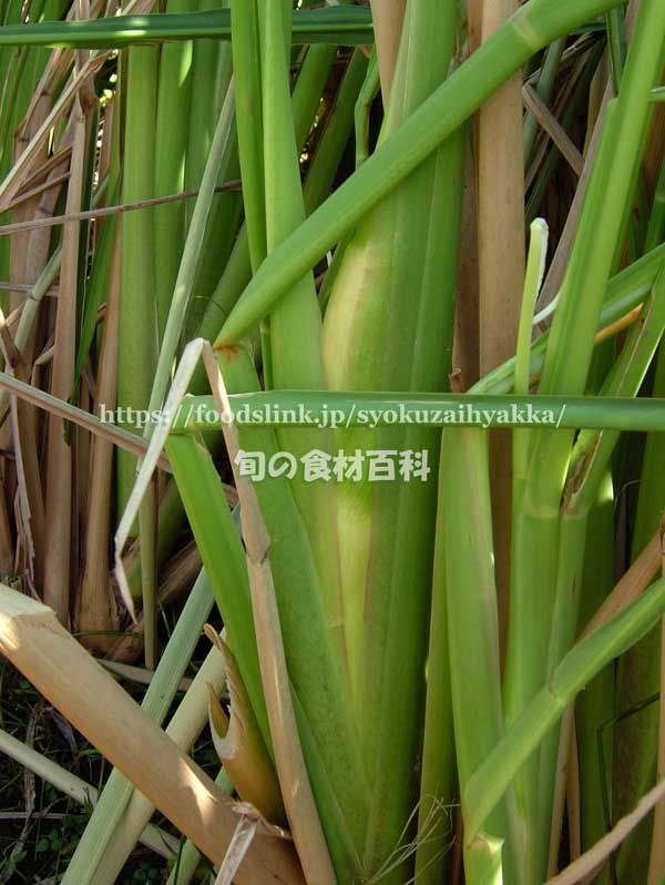 マコモダケ(真菰筍) マコモダケ 真菰筍 まこもだけ