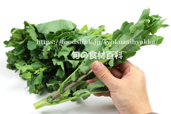 のらぼう菜/野良坊菜<なばな類 のらぼう菜/野良坊菜<なばな類