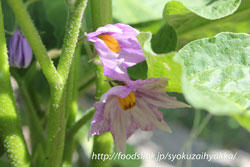 白い長なすの花　＜　茄子