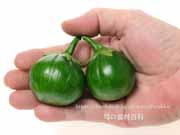 スカーレットナス- Scarlet eggplant ”Jiló”