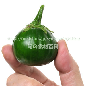 スカーレット・ナス- Scarlet eggplant Jiló - ＜ ブラジルのナス