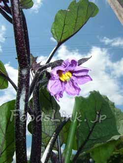 ナスの花 クリックで拡大