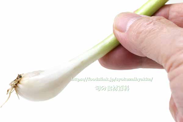 ワケギ,分葱,わけぎ ワケギ,分葱,わけぎ