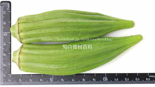 八代オクラ 伝統野菜