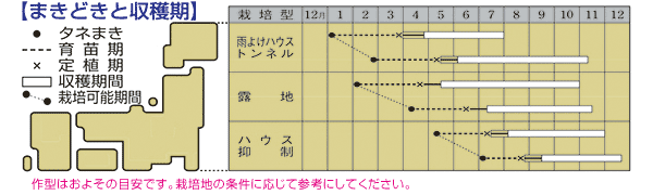 こどもピーマン ピー太郎の栽培サイクル