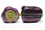 紫ピーマン：パープルビューティー／Purple Beauty Pepper