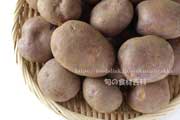紫月（しづき）,ジャガイモ,馬鈴薯