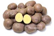 紫月（しづき）の断面,ジャガイモ,馬鈴薯