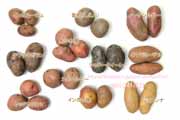カラフルなジャガイモ11種の集合写真