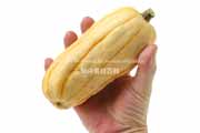 デリカータ・スカッシュ（Delicata Squash）