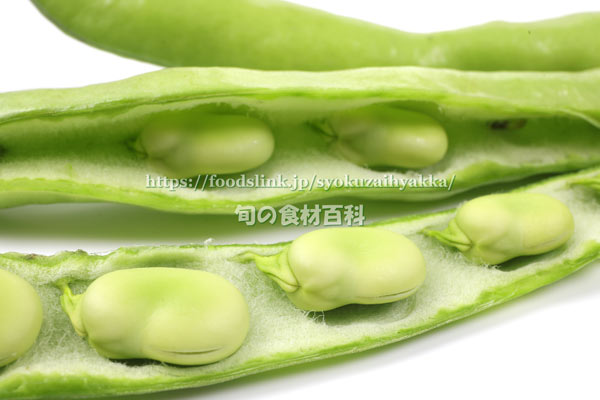 ファーベ（Fava）