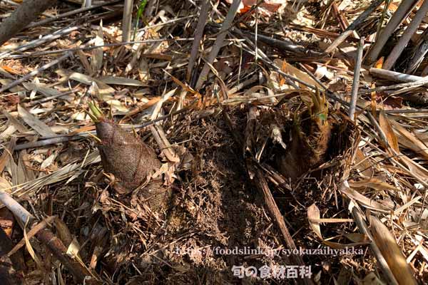 頭の先をだしたばかりの筍