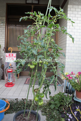 ブラックパール／BlackPearTomato　黒トマトの栽培