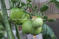 ブラックパール／BlackPearTomato　黒トマトの栽培
