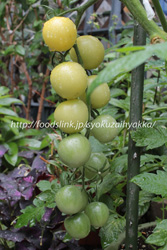チェリースノーボール（Cherry-Snow-Ball）：ミニトマトの栽培