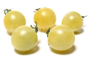 チェリースノーボール／Cherry-Snow-Ball＜白いミニトマト