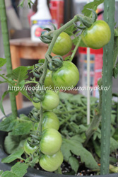 チャドウィックチェリー／Chadwick Cherry tomato：ミニトマトの栽培