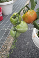 ゴールデンガール／Golden-Girl　黄トマトの栽培