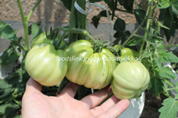 イタリアンレッドペアー／Red Pear：イタリアントマトの栽培